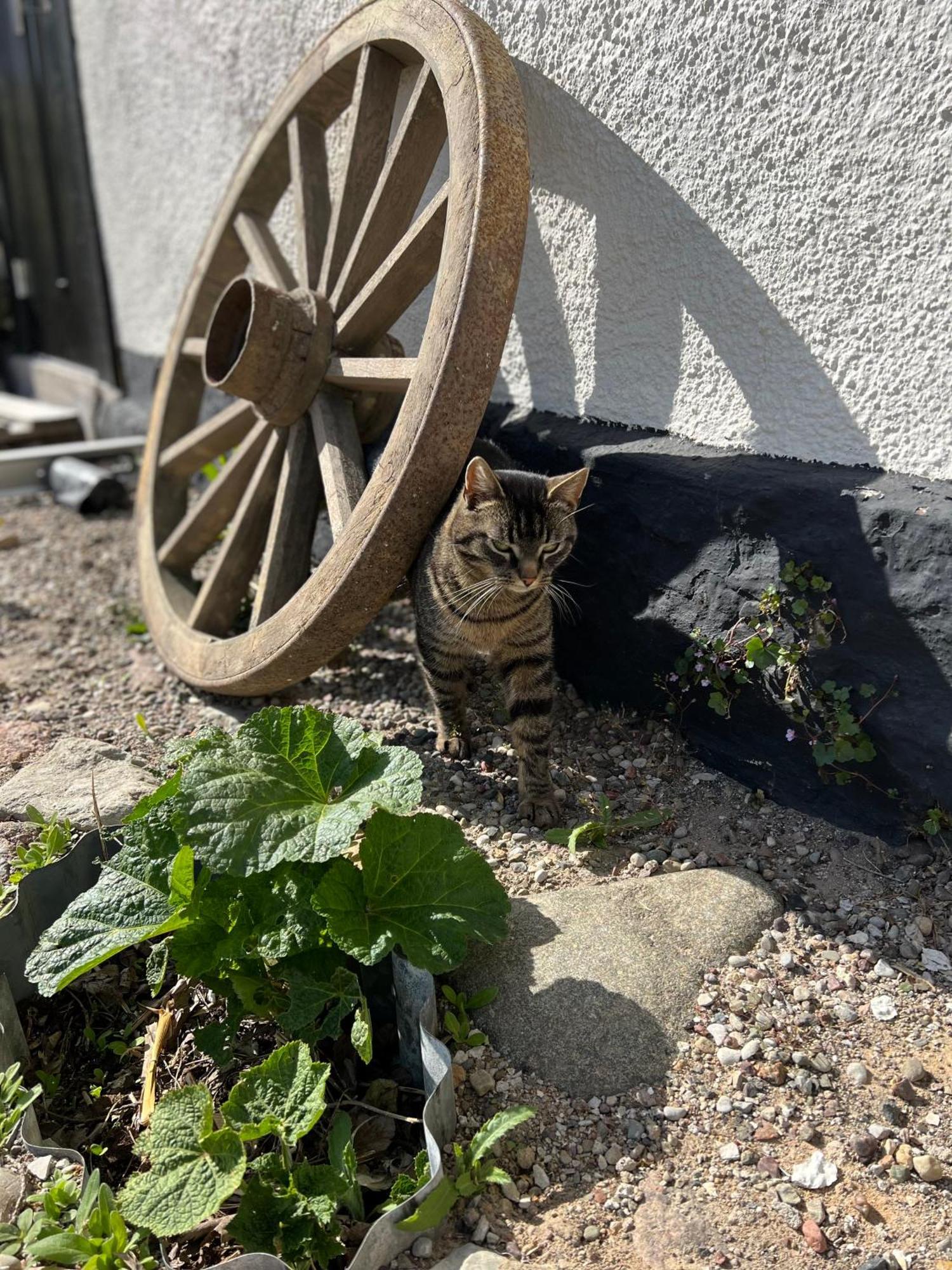 Backadal Gard Bnb Ystad Zewnętrze zdjęcie
